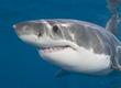 shark
