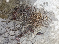 Christina Anaya Christina Anaya