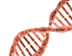 Was the coronavirus bioengineered