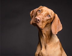 Can Pets Carry Coronavirus 