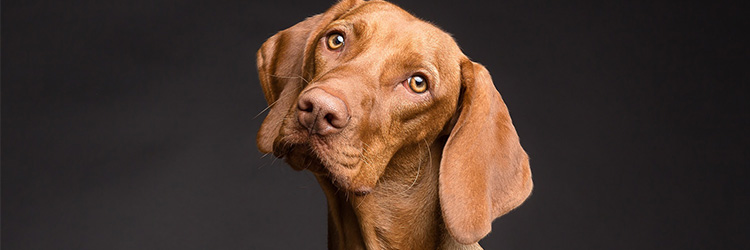 Can Pets Carry Coronavirus