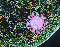David Goodsell Coronavirus Picture